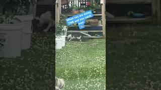 TNR capture -caught one! Trap neuter return #tnr #cat #shorts