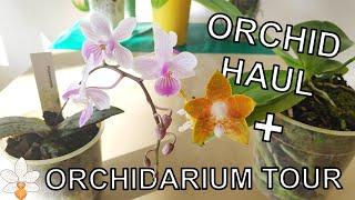 Post-Move Haul and a Visit to the Orchidarium