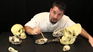 Bones Help Give Animals Their Shape