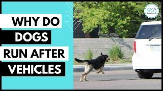 Why do dogs CHASE or bark at moving cars and how to stop this dog behaviour.