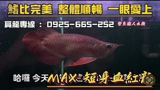 【樂魚愉人水族】MAX-短身紅龍 #樂魚愉人水族 #tracy特瑞斯 #walter瓦爾特 #水族館 #札哈亞超龍王