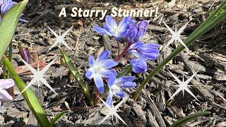 ⭐️A Starry Stunner: Chionodoxa (Glory of the Snow)⭐️️