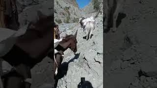 Village Life in Mountains Gilgit Baltistan Pakistan #gilgit #gilgitbaltistan #gilgitpakistan