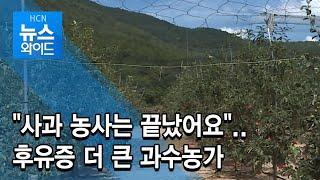 "사과 농사는 끝났어요"..후유증 더 큰 과수농가 / 현대 HCN 경북방송