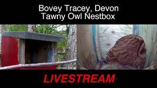 a1pew Live Stream