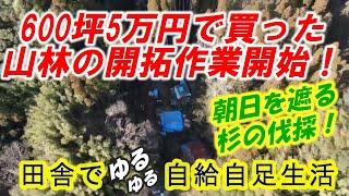 600坪5万円で買った山林の開拓作業開始！朝日を遮っている杉を伐採する！【田舎でゆるゆる自給自足生活 ／ 第138回】