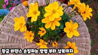 봄~가을까지 피는 황금비덴스 손질 하고 삽목도 하고~