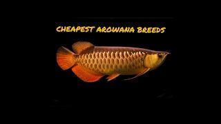 TOP 5 CHEAPEST AROWANA BREEDS IN THE WORLD