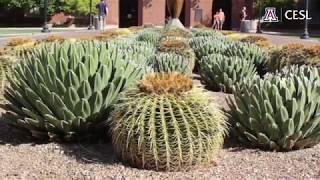 University of Arizona Campus Tour