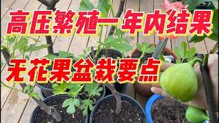 无花果高压繁殖一年内结果盆栽要点。（点击CC观看字幕）