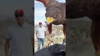 Falconry with a Harris's Hawk