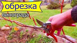 Pruning Grapes in Autumn.