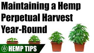 How to Setup a Basic Perpetual Hemp Harvest