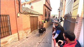 SALIDA DE UNO DE LOS TOROS DEL SÁBADO EN AJALVIR