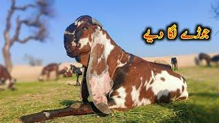 Ashraf Gujjar Goat Farm KY Breader Buck - Goat Farming Buisness