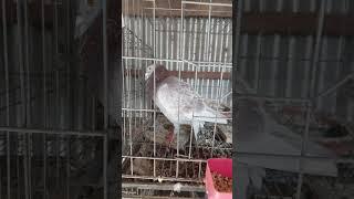 Our Breed Master RED CHECKERED Pigeon #shorts #kabootar