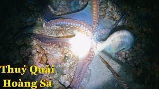 Diving in Hoang Sa sea meets octopus  | anh thợ lặn vlog #2