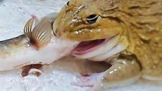 Asian Bullfrog Tries To Eat Big Headsnake Fish! Warning Live Feeding