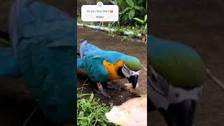 funny parrots can't stop watching them #parrot #birds #funny #birdlover