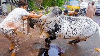 Big & HEAVY Cholistani Bull Qurbani at Garden East Bakra Eid 2021 Qurbani 2021 Cattle Market Karachi