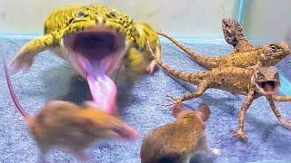 Angry Tree Lizard With Bullfrog And Mouse! Asian Bullfrog Live Feeding