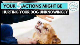 Your 5 Harmful Actions that Actually Hurt your Dog indirectly || Monkoodog