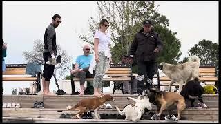 DOGFIGHT #dogattack #streetdogs fighting Viscious violent #dogfights #fyp #fypシ゚viral #subscribe