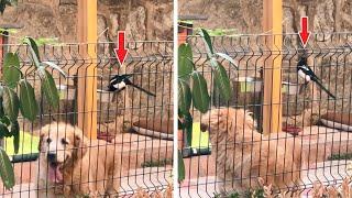 Sneaky Bird Gets Caught While Stealing Food from a Golden Retriever