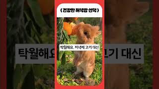 저녁밥 대신 먹으면 좋아지는 음식 #약이되는 밥상