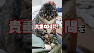 う〜ちのむぅちゃんが成し遂げたでごわす #猫