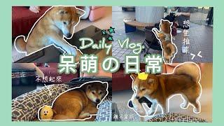 【柴犬呆萌】平常在家都在幹嘛？家裡一直有小偷⁉️