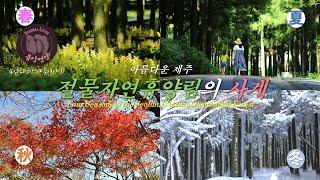 아름다운 제주 –절물자연휴양림의 사계/Four Seasons of the Jeolmul Natural Recreation Forest/절물의 봄 여름 가을 겨울