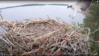 Hannu -sääksi sukeltaa / Ilomantsi osprey chick dips in the water (2021)