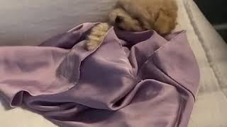 냐흠냐흠 나는 모르겠지만 사람들이 자꾸 나보구 귀엽데 새끼강아지 아기 푸들 Funny Puppies And Cute Puppy