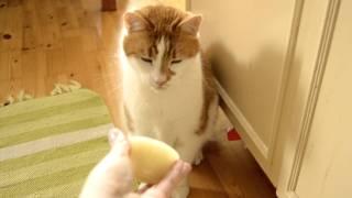 Cat vs. onion