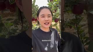 湖南女儿远嫁大西北，妈妈第一次看到满山遍野的苹果，不由感慨万分