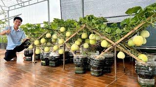 Create Melon Garden Right On Rooftop: Simple Tips Few People Know, Instant Results!