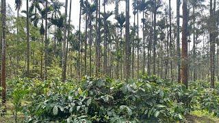 5 acre areca and coffee plantation for sale in Mudigere Belur road