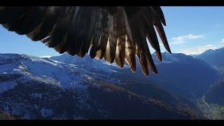 Phantom 3  get kidnapped by two eagles