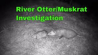 Possum eats Muskrat! River Otter farm Pond trail cam investigation