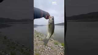 SoCal Bass Fishing. (Lake Irvine) #shorts #fishing #bassfishing #thecsickfisherman