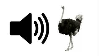 Ostrich - Sound Effect | ProSounds