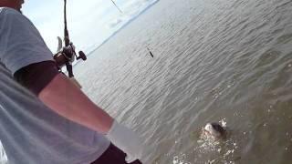 Sturgon fishing San Pablo Bay , Caught 5 in two hours  part 3