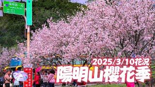 4K HDR｜Yangmingshan Flower Festival 台北陽明山櫻花季：中山樓、遊客中心 2025/3/10花況