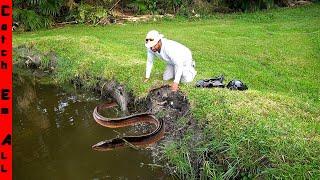 GROUP of INVASIVE FISH WALKED on DRY LAND to DESTROY MY POND!