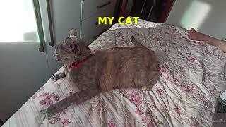 Sound that makes cats remember they were gods in Egypt - Tiktok Trend - My cat woshipped in Ancient