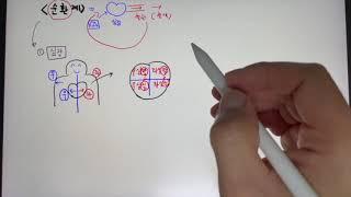 순환계 - 심장의 구조와 혈액 순환 경로. 외우지 말고 이해하자!! 제발!!