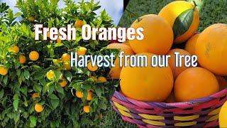 Orange Picking | California Home | Sharing to Neighbors