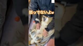 この遊び面白すぎる‼️柴犬の大暴れが止まらない　#柴犬　#犬　#おもしろ #面白い　#犬のいる暮らし