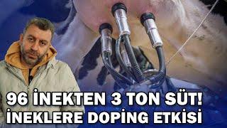 96 İnekten 3 Ton Süt Alıyor! Süt İneklerinde Doping Etkisi Yaratan Bitki! / Verimli Çiftlikler